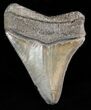 Serrated Megalodon Tooth - South Carolina #47236-1